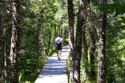 A section of boardwalk on Pegwood trail.